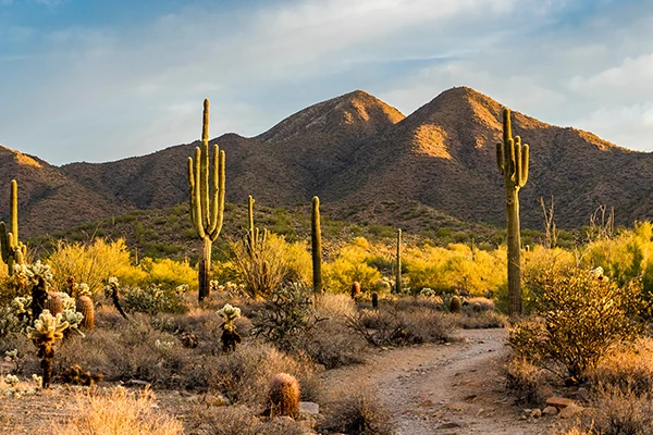 Fall conference at Scottsdale, AZ landscape